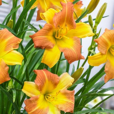 Hemerocallis EveryDaylily "Punch Yellow"
