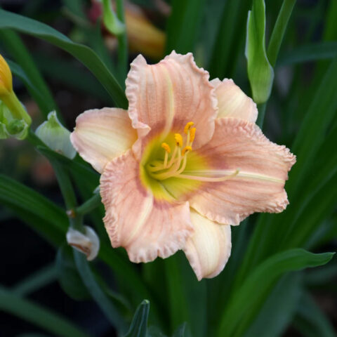 Hemerocallis EveryDaylily "Rose"