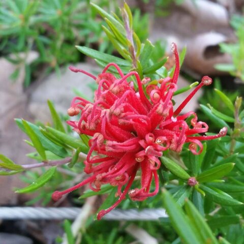 Grevillea juniperina "New Blood"