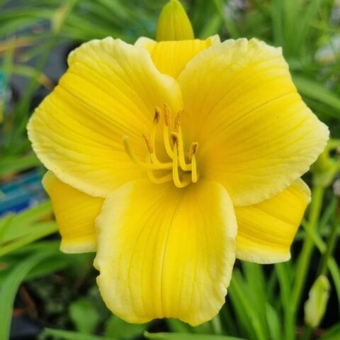 Hemerocallis EveryDaylily "Gold"