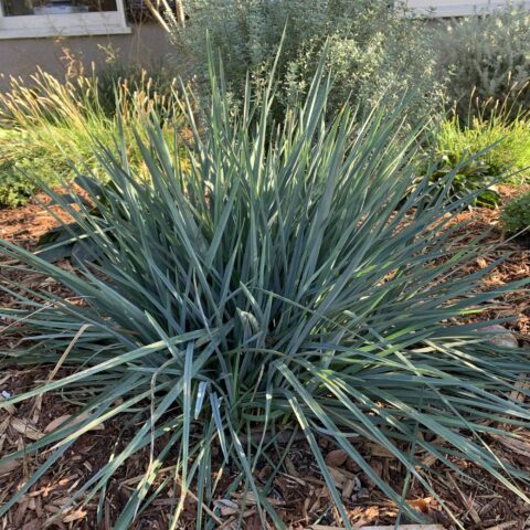 Dianella caerulea "Cassa Blue"