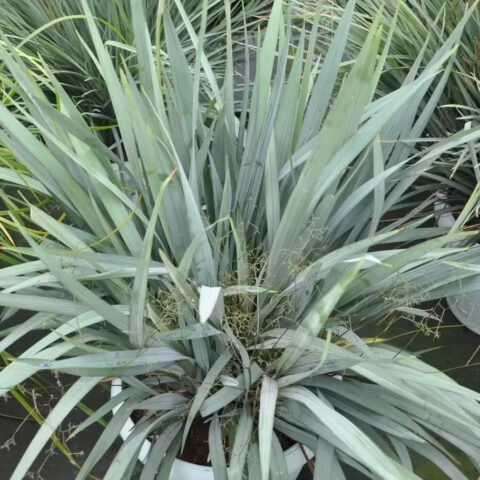 Dianella revoluta "Blue Ripple"