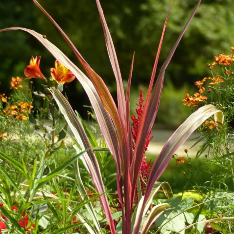 Cordyline "Can Can"