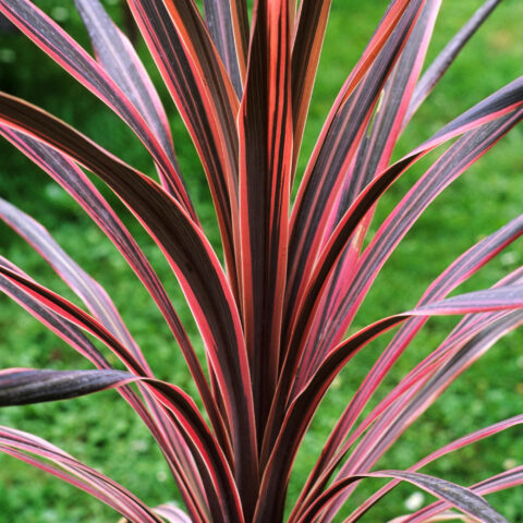 Cordyline australis "Southern Splendour"