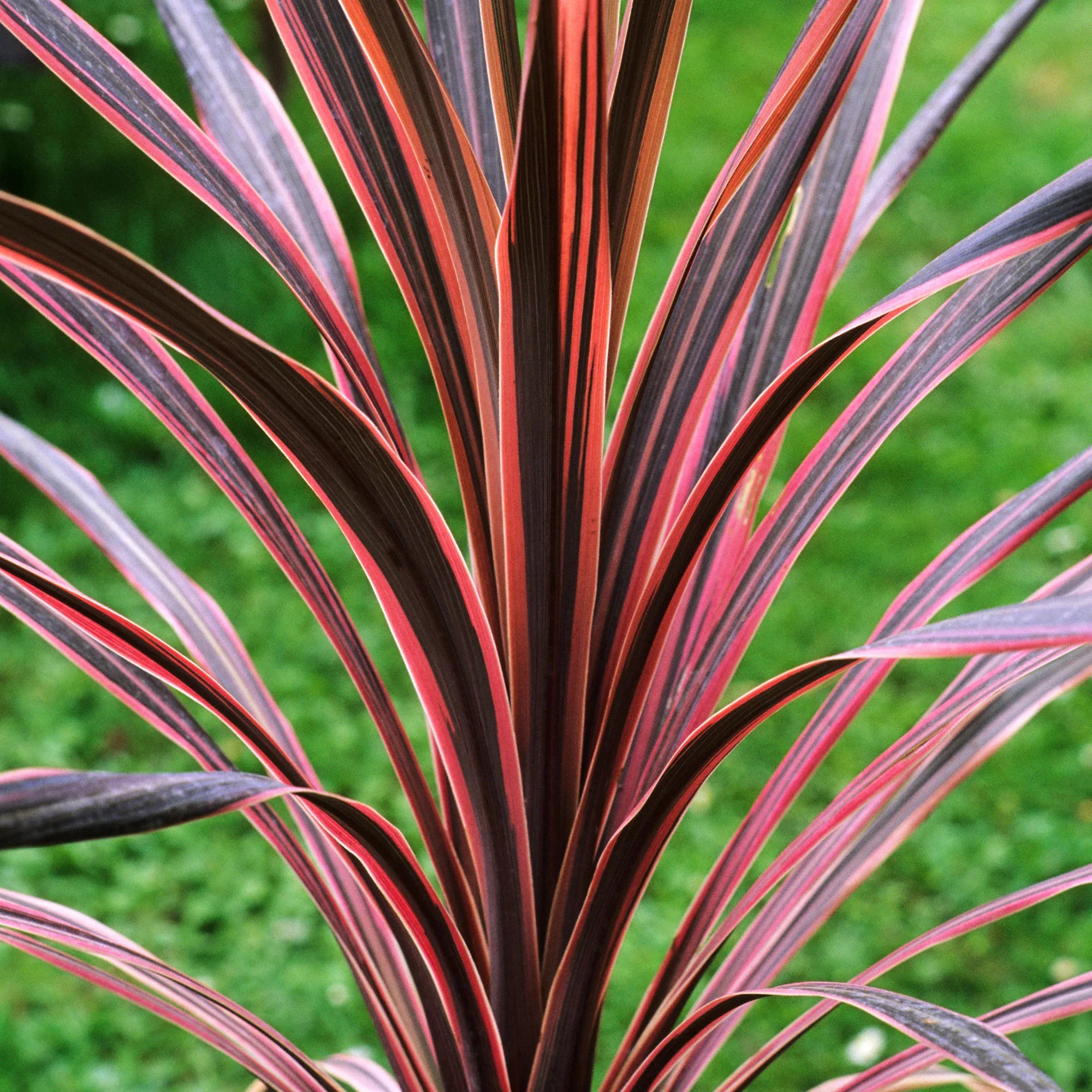 Cordyline australis "Southern Splendour"