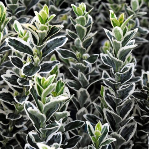 Euonymus japonicus "White Spire"