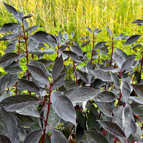 Cornus alba "Nightfall"