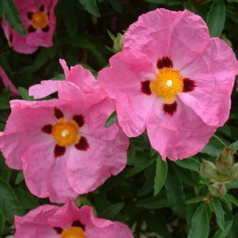 Cistus x purpureus "Severinus"