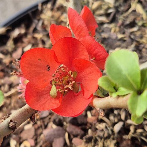 Chaenomeles "Red Kimono"