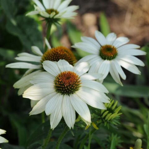Echinacea purpurea "Sombrero Compact White"