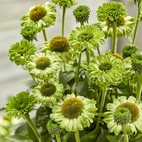 Echinacea purpurea "Sunseekers Apple Green"