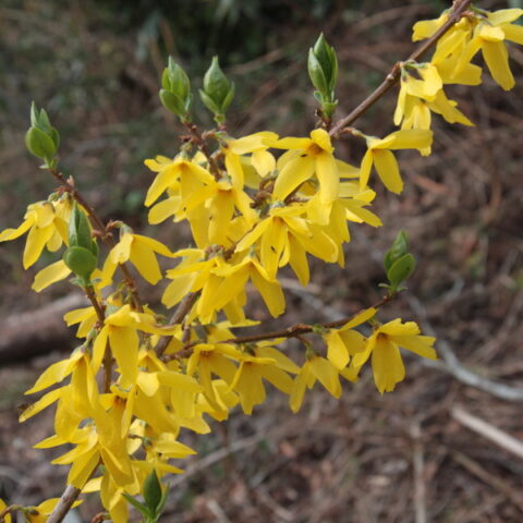 Forsythia x intermedia "Goldzauber"