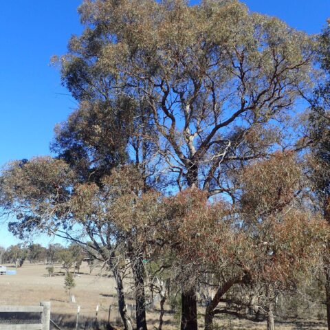 Eucalyptus nicholii