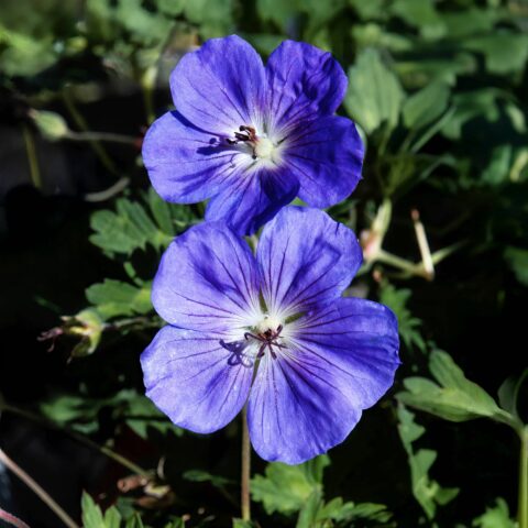 Geranium wallichianum "Bloom Me Away"