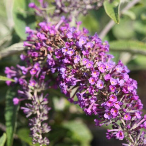 Buddleja davidii "Purple Chip"