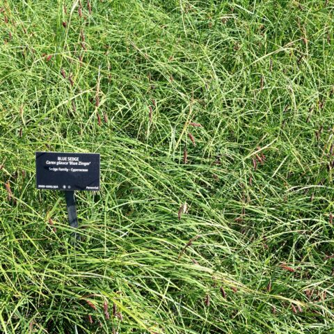 Carex flacca "Blue Zinger"