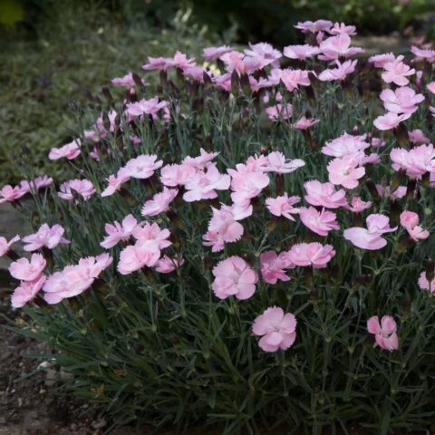 Dianthus "Dinetta Soft Pink"