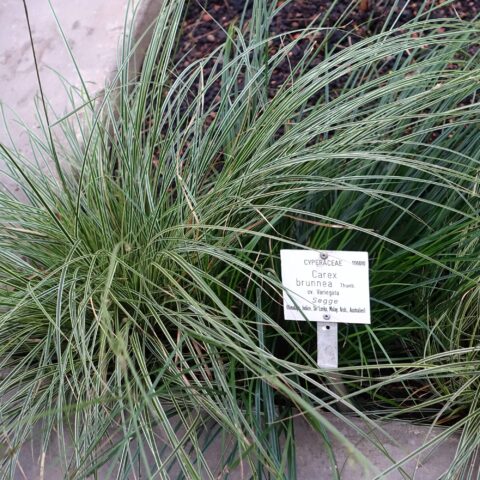 Carex brunnea "Variegata"