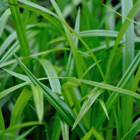 Carex morrowii "Irish Green"