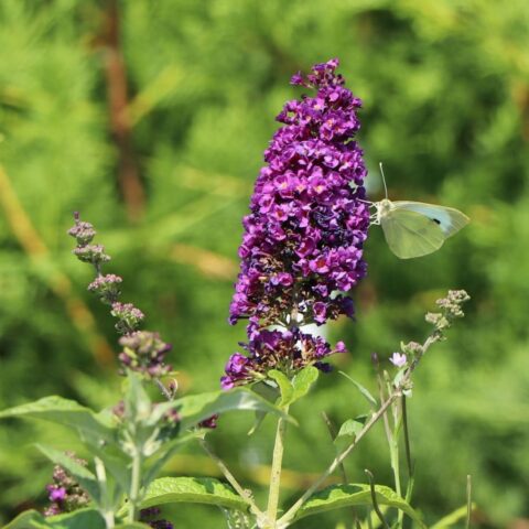 Buddleja davidii "Miss Violet"