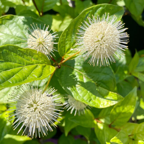 Cephalanthus occidentalis "Fiber Optics"