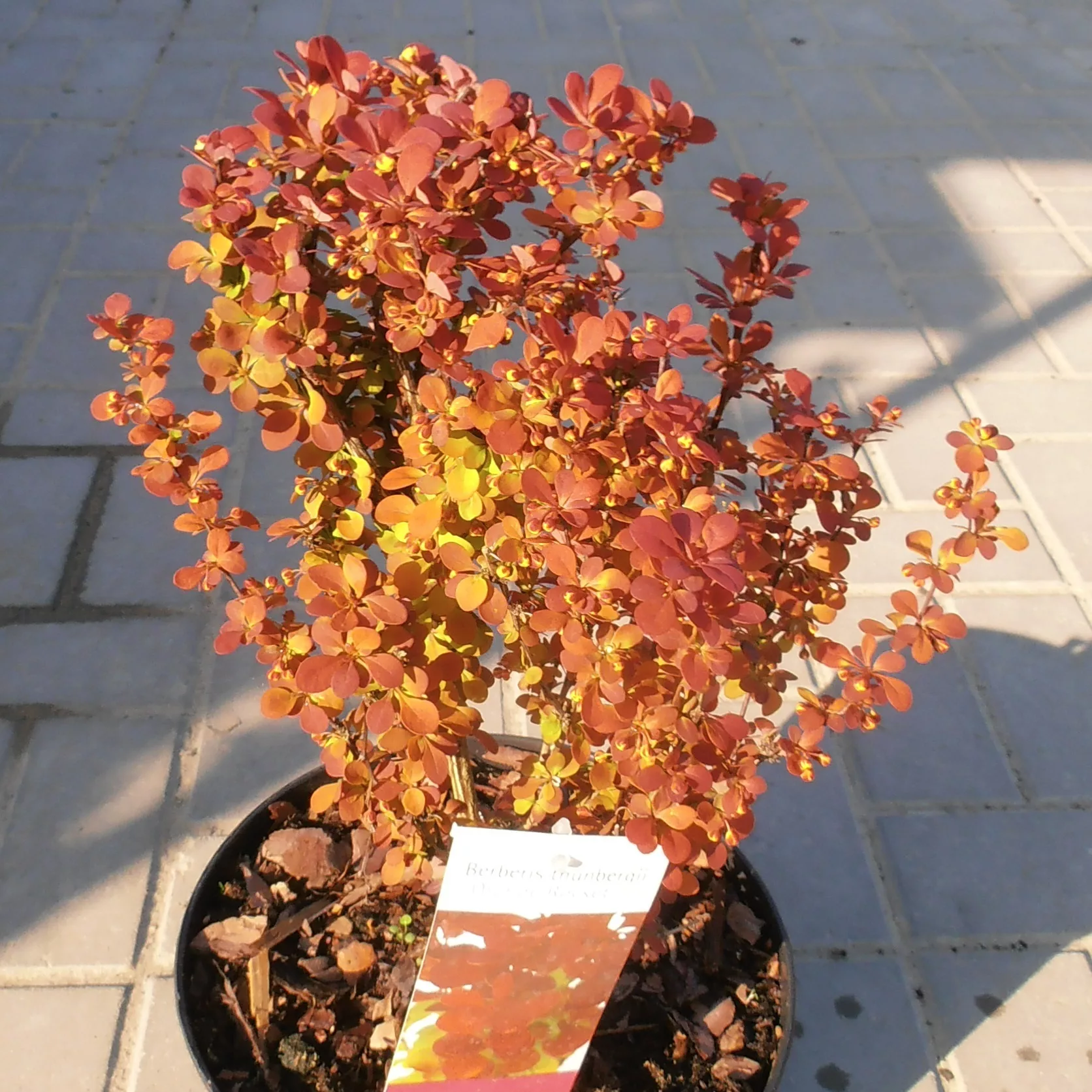 Berberis thunbergii "Orange Rocket"