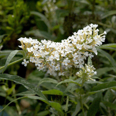 Buddleja davidii "Miss Pearl"