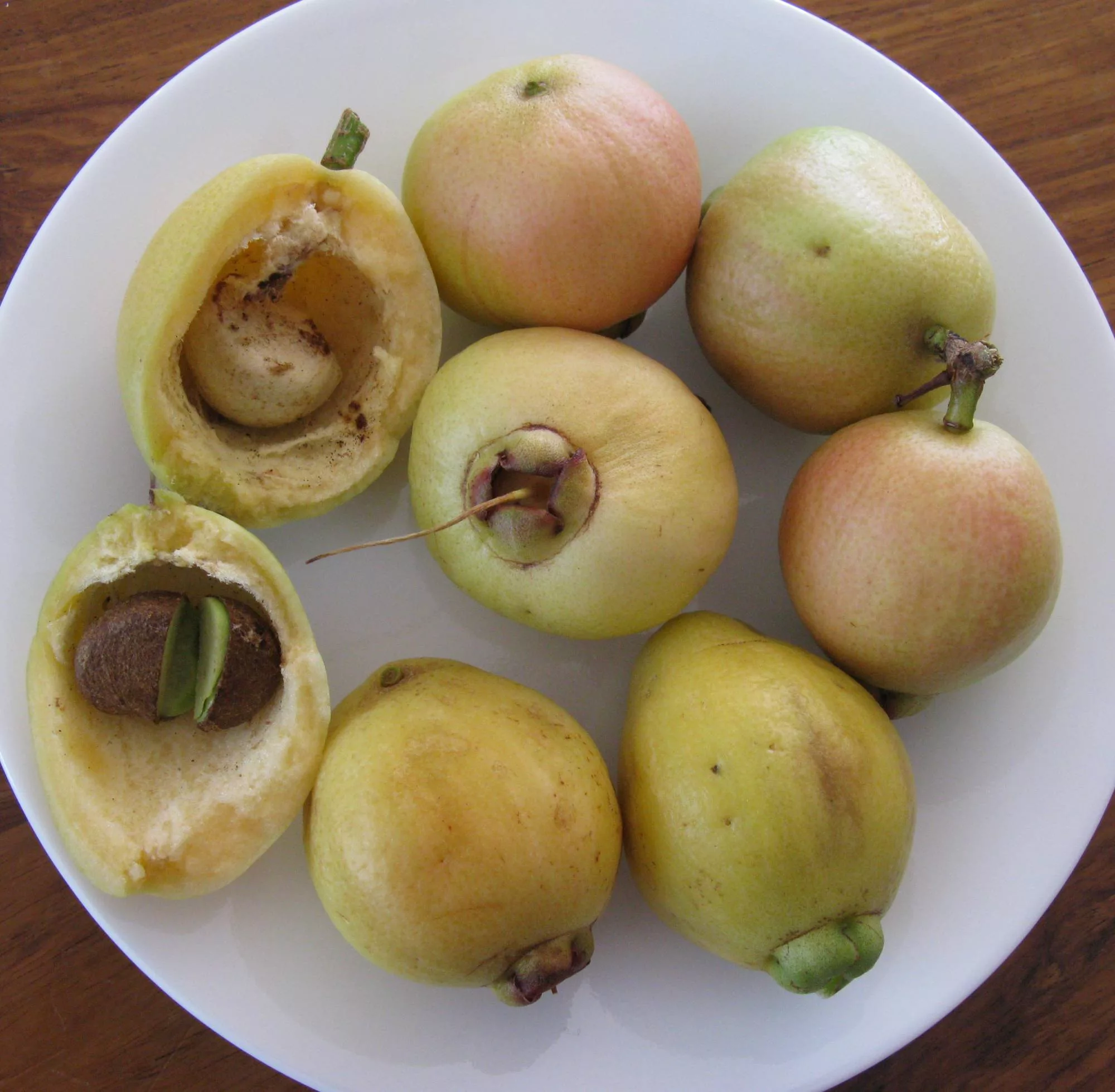 Syzygium jambos