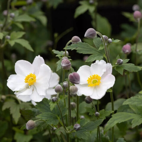 Anemone hupehensis "Fantasy Elsa"