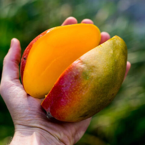 Mangifera indica "Manzanillo"