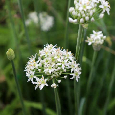 Allium tuberosum "Cliffs of Dover"
