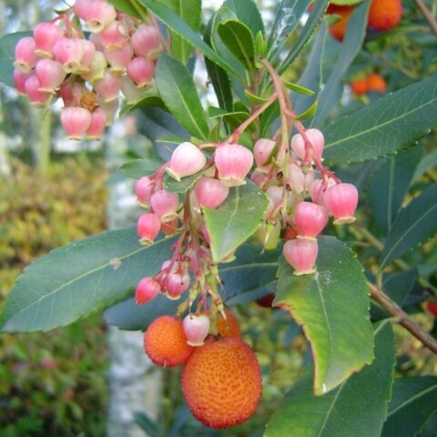 Arbutus unedo "Roselily"