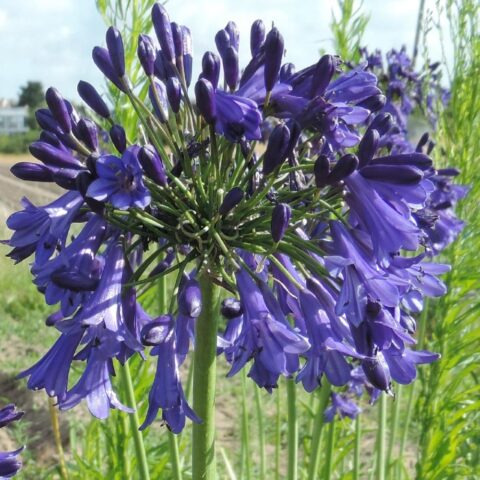 Agapanthus "Purple Cloud"