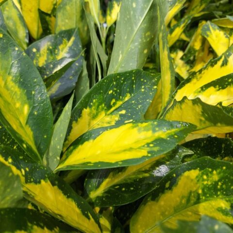 Aucuba japonica "Picturata"