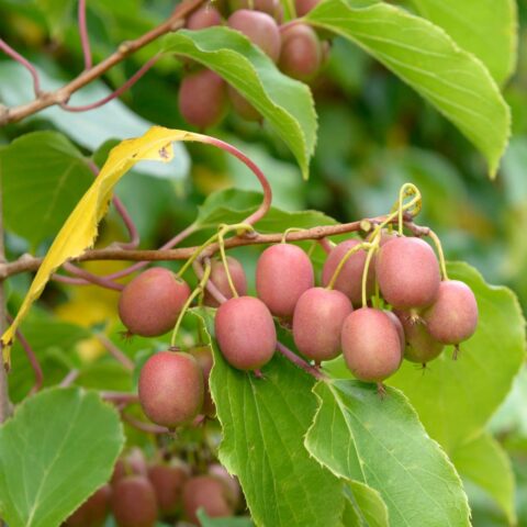 Actinidia arguta "Issai Ananasnaya" - femmina