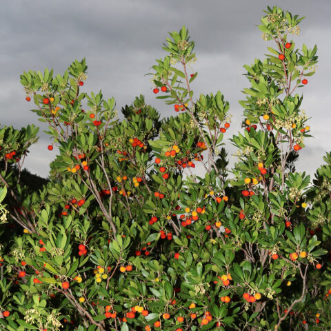 Arbutus unedo "Atlantic"