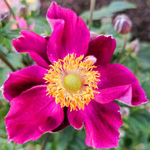 Anemone hupehensis "Fantasy Ariel"