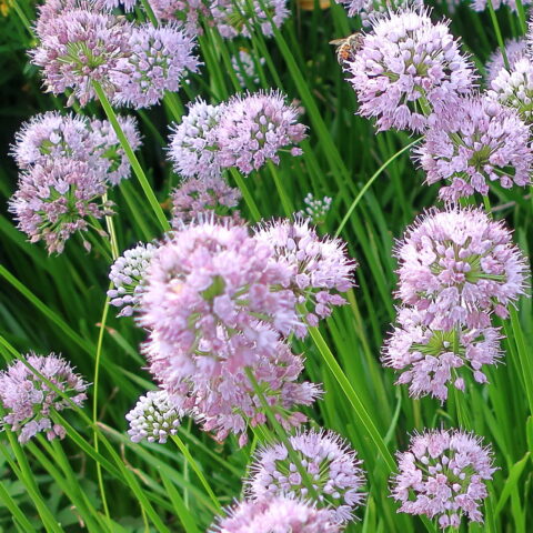 Allium "Summer Beauty"