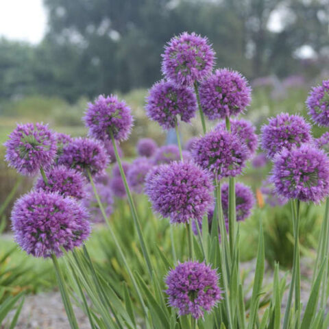 Allium "Lavender Bubbles"
