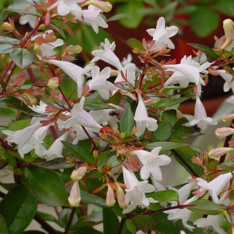 Abelia x grandiflora "Cristal Charm"