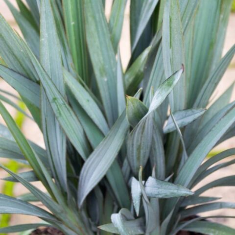 Dianella revoluta "Blue Stream"