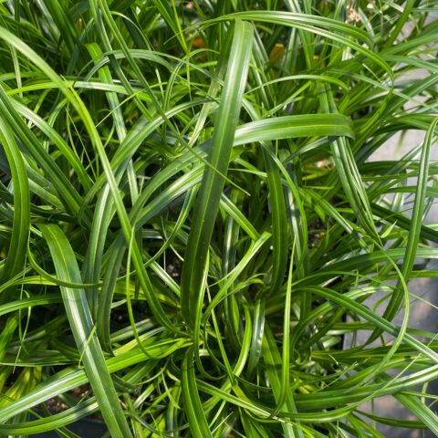 Carex oshimensis "Ribbon Falls"