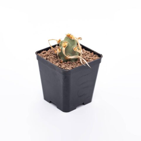 Tephrocactus articulatus "Orange"