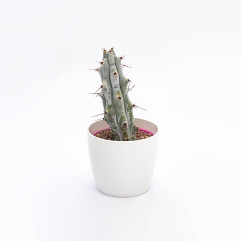 Stenocereus beneckei