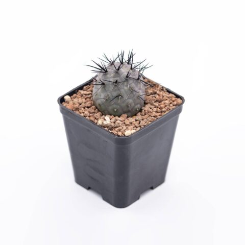 Tephrocactus alexanderi "Black Spines"