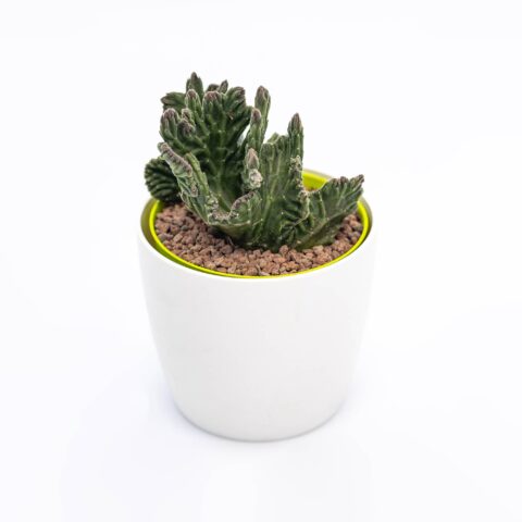 Stapelia leendertziae crestata mostruosa
