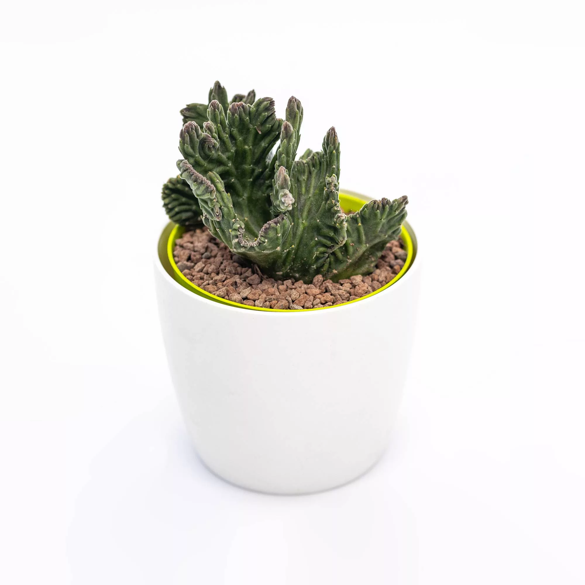 Stapelia leendertziae crestata mostruosa