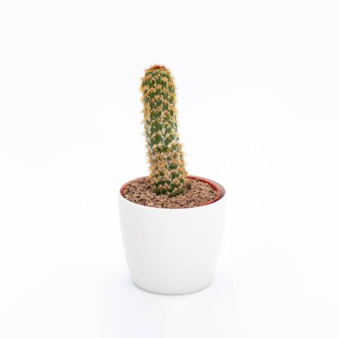 Trichocereus spachianus