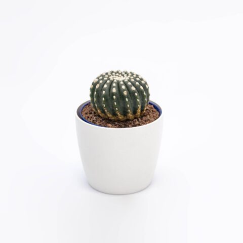 Notocactus uebelmannianus f. inermis