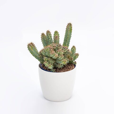 Myrtillocactus geometrizans "Violet"